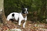 BOULEDOGUE FRANCAIS 1025